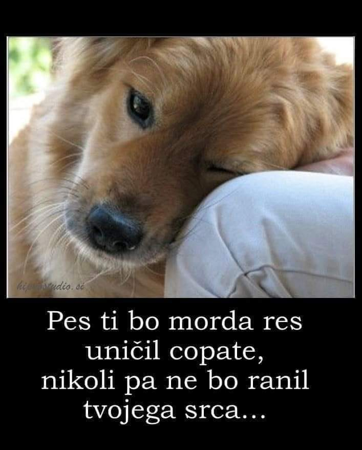 Duhovno poslanstvo vašega psa